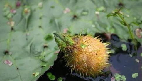 脾胃|湿气重、脾胃弱、气血虚怎么办?这2个祛湿健脾妙招,适合每个人