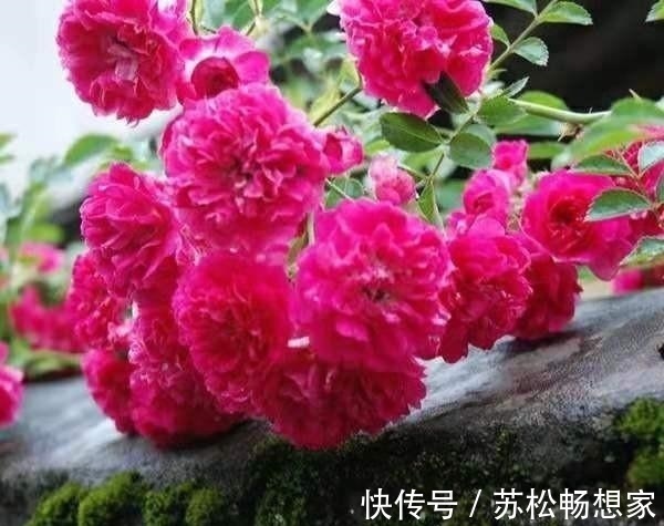 此花|少买2盆绿萝，此花也要养2棵，月月花朵开爆，好看又好闻！