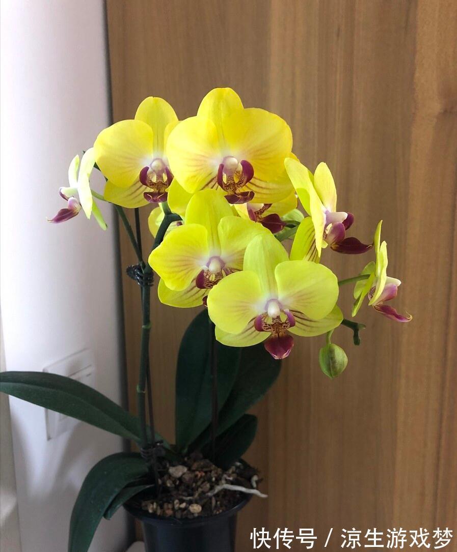 公认难养的10种“漂亮花”，没有几年养花经验，建议别买回家