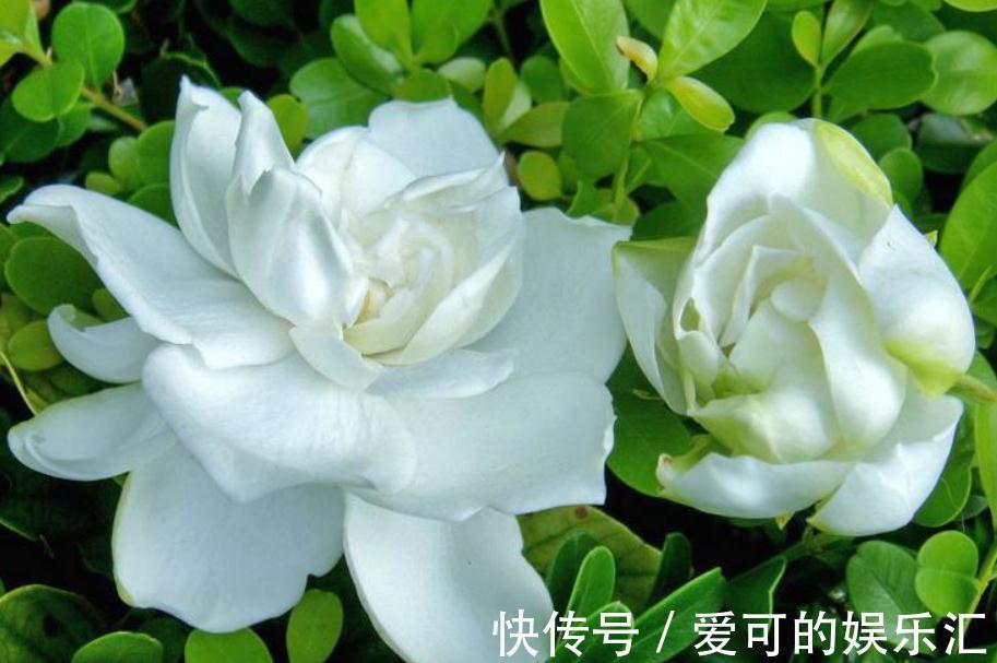 栀子花扦插做好此几点，让你生根快成活率高