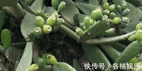 明目|想要长寿,坚持吃四种食物,润肤美容,补钙明目,谁吃谁受益