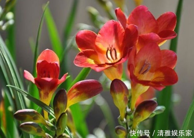 绿萝|家养3种“香水花”，花香四溢，比绿萝更好养，比茉莉更芳香