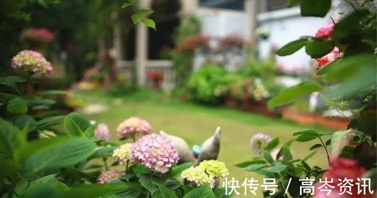 小区|坐拥270㎡大院子,她如何用五年时间,打造成了全小区最美的花园