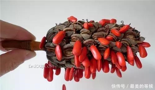 奇花、奇花、奇花、罕见奇花,赶快打开欣赏吧