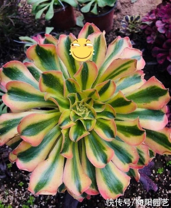 叶子|白露过后，气温开始下降，法师进入生长期，多浇水，冠幅更美