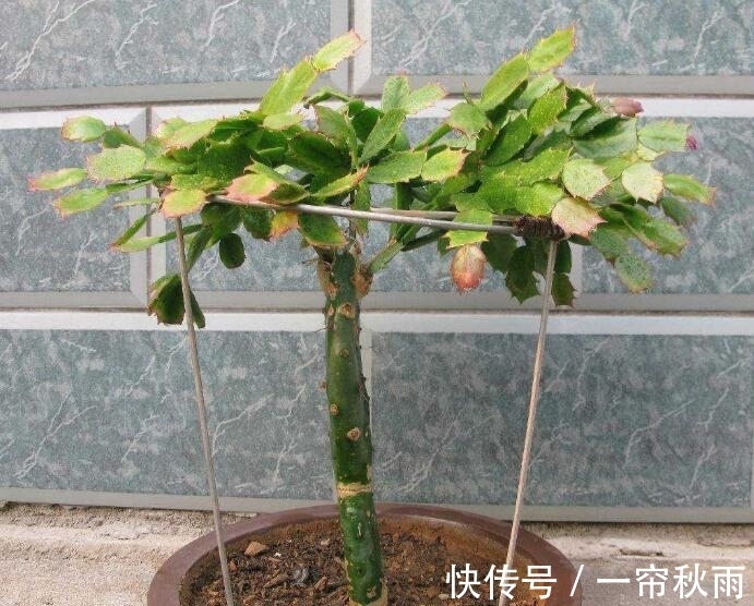 砧木|蟹爪兰嫁接,谨记“6字箴言”,嫁接失败,掌握“2法”,成功率高