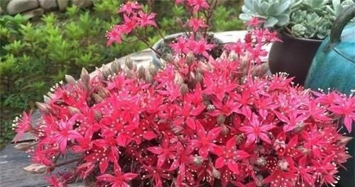 此款冷门多肉，开花鲜艳漂亮，人称“花仙子”，养过的人不多