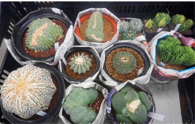 大一被忽悠300元买1盆“多肉”,毕业时一数爆了200个崽,太值了