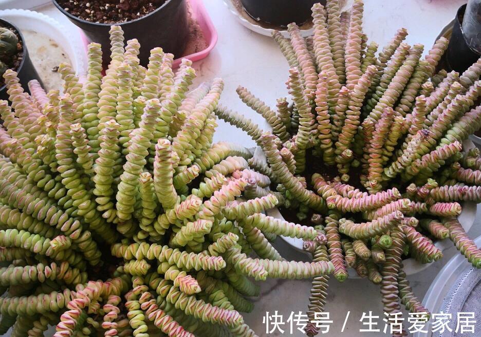 爆盆|多肉钱串,自带财气的品种,招财的多肉谁都爱,轻松养爆盆