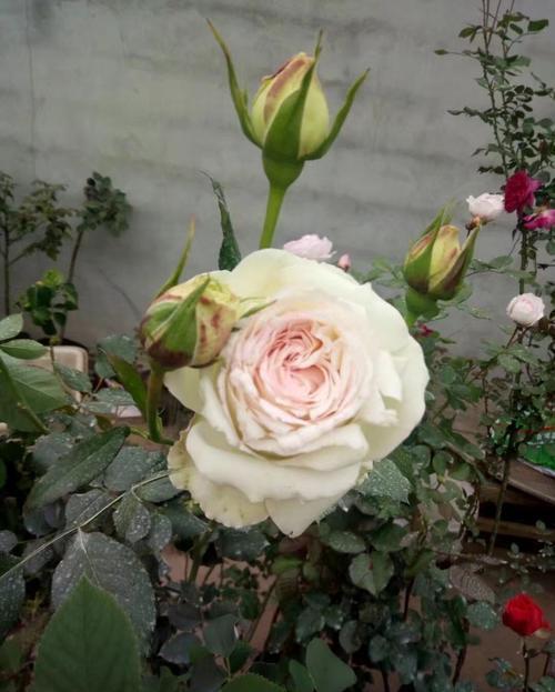 盘点“6种”藤本月季,观赏价值十分高,值得养一盆在家中