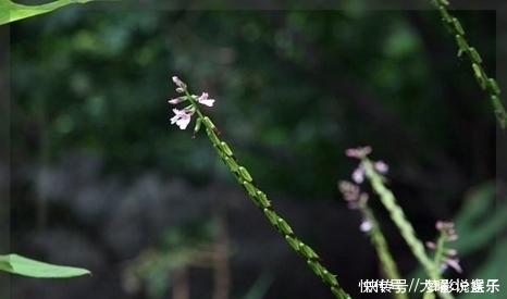 农村这种有毒野草,是杀灭蚊蝇的天然药剂,也是活血止痛的良药