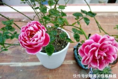 此花被称世界名花,漂亮不输牡丹,四季有花赏,是家庭盆栽佳品