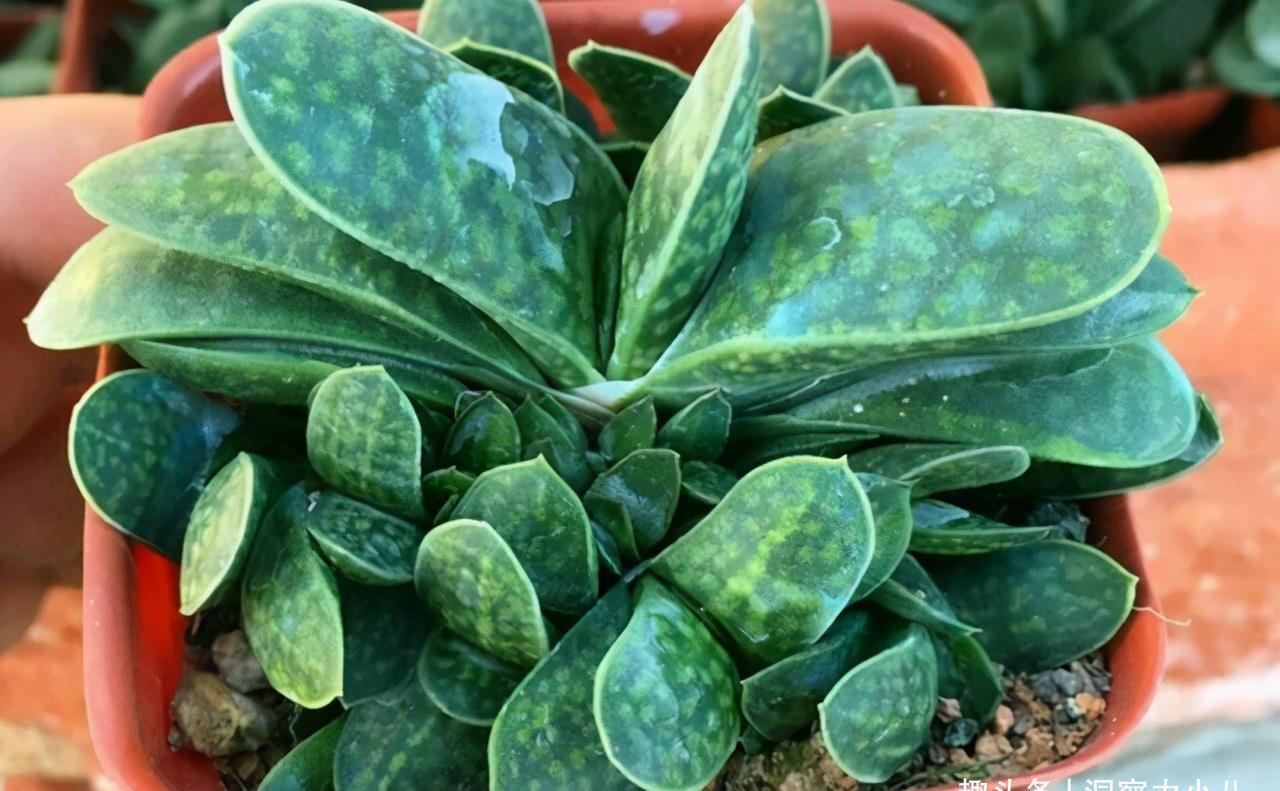 多肉植物|3种“不起眼”的多肉,原本无人问津,后期成网红抢手货,抢着要