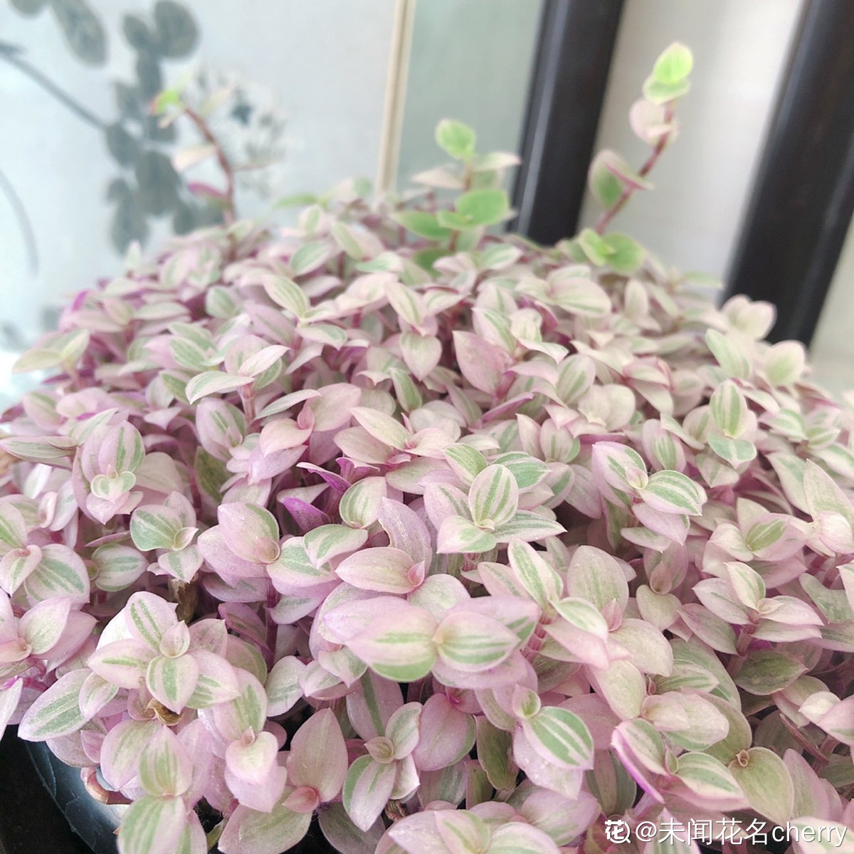 枯萎|一盆胭脂云，颜色粉嫩像“仙女”，秋天上色特好看