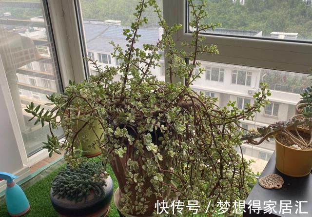 4年不修剪的雅乐之舞长成这样，花友都说挺好看，早修剪会更美