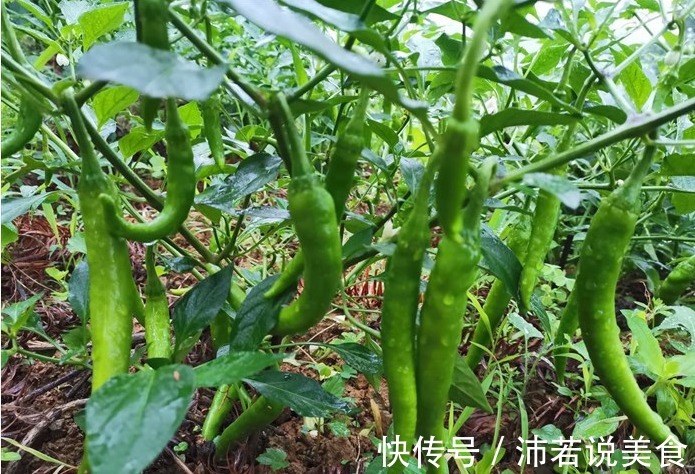 分享给你一道好吃不贵的湖名白辣椒,喜欢的快来做吧