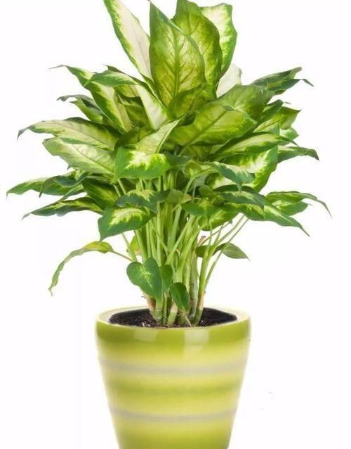 角落|17种适合生长在弱光处的室内植物,可以摆放在家里的任何角落