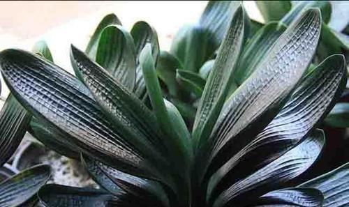 君子兰|养君子兰就像“种白菜”狂长叶不开花,3个解密,开花几十年