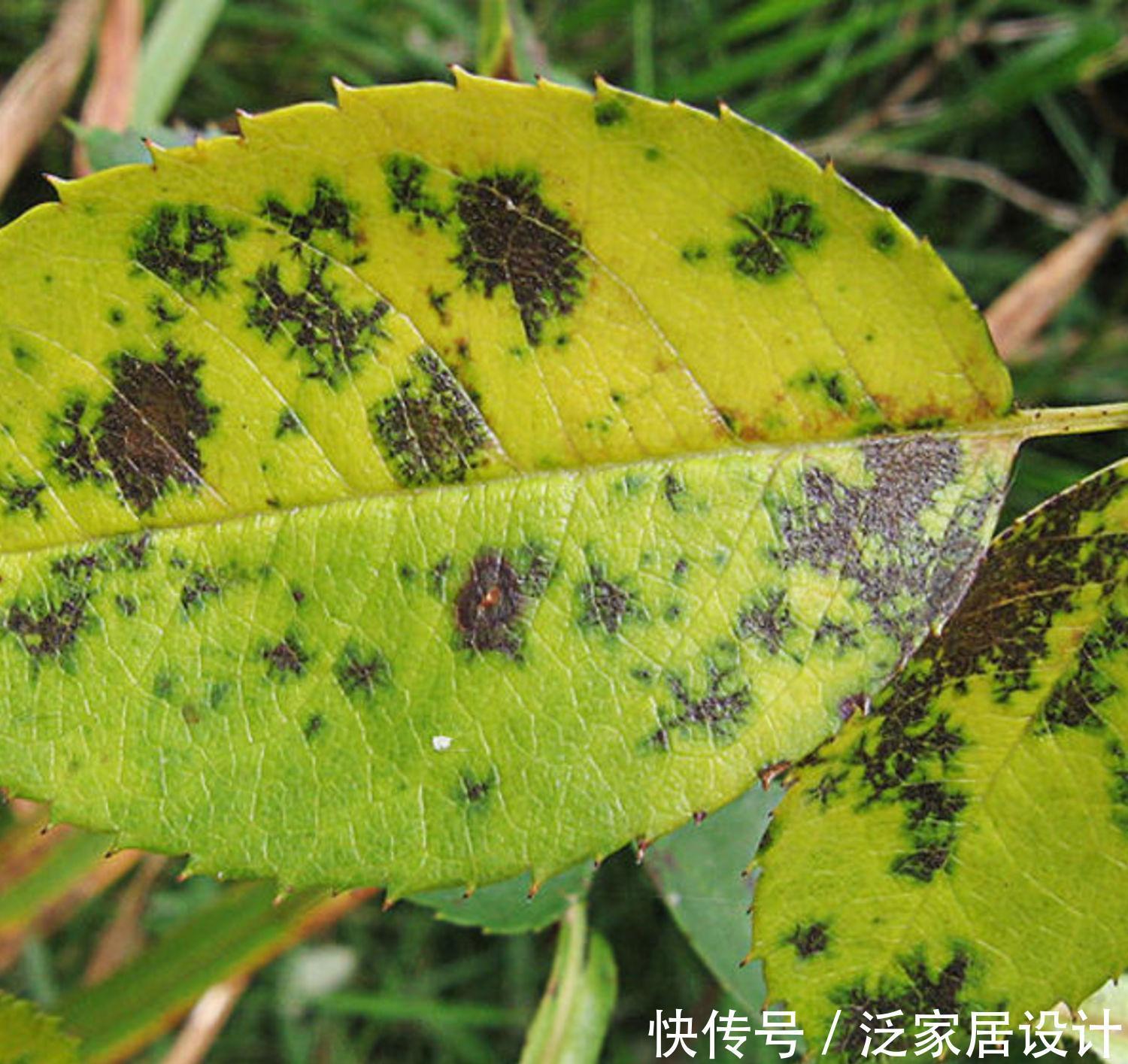 如何避免月季花的病虫害?