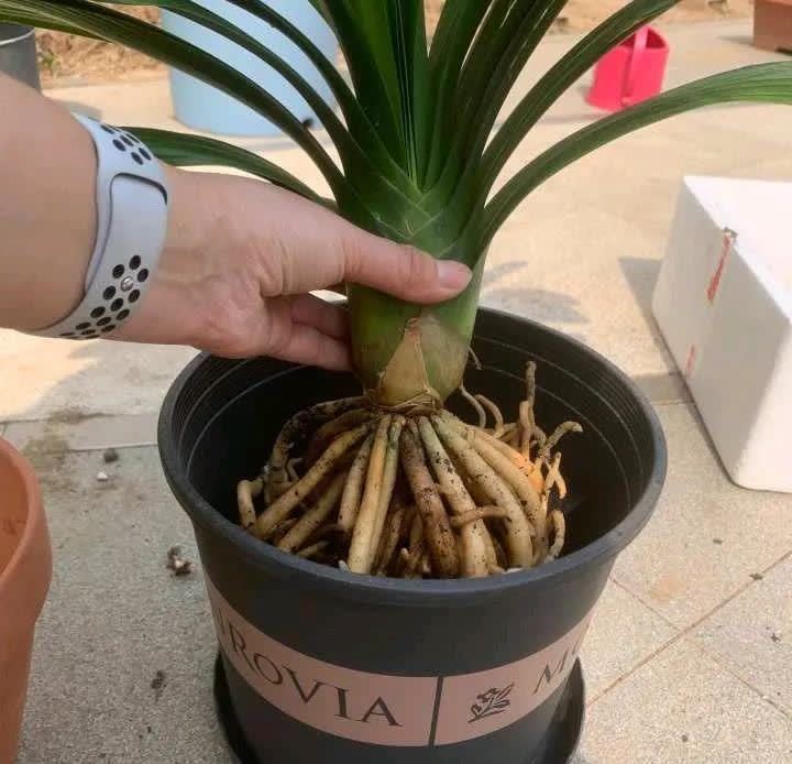 这5种花，开春翻盆很重要，一整年不烂根，绿叶多开花多