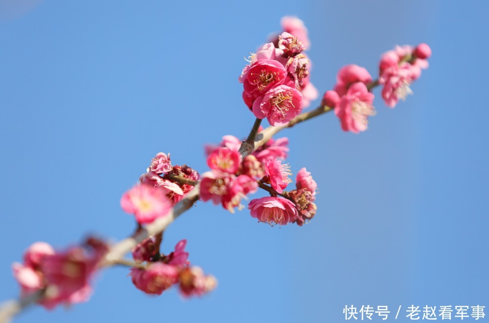 赏景啦！新年添喜色，西昌湿地公园梅花绽放