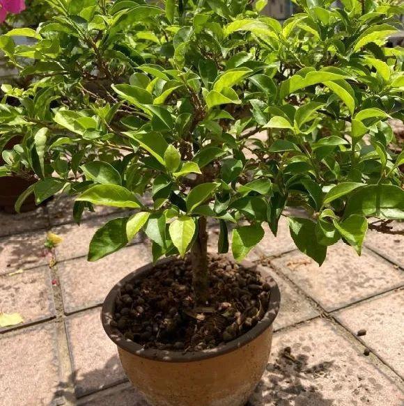 蟹爪兰|长寿花换盆，切忌越换越大，一直用小盆养才好！