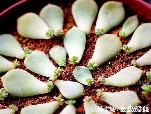叶片|多肉植物不用买,像张大爷这样捡,养出多肉小花园,不比买的差