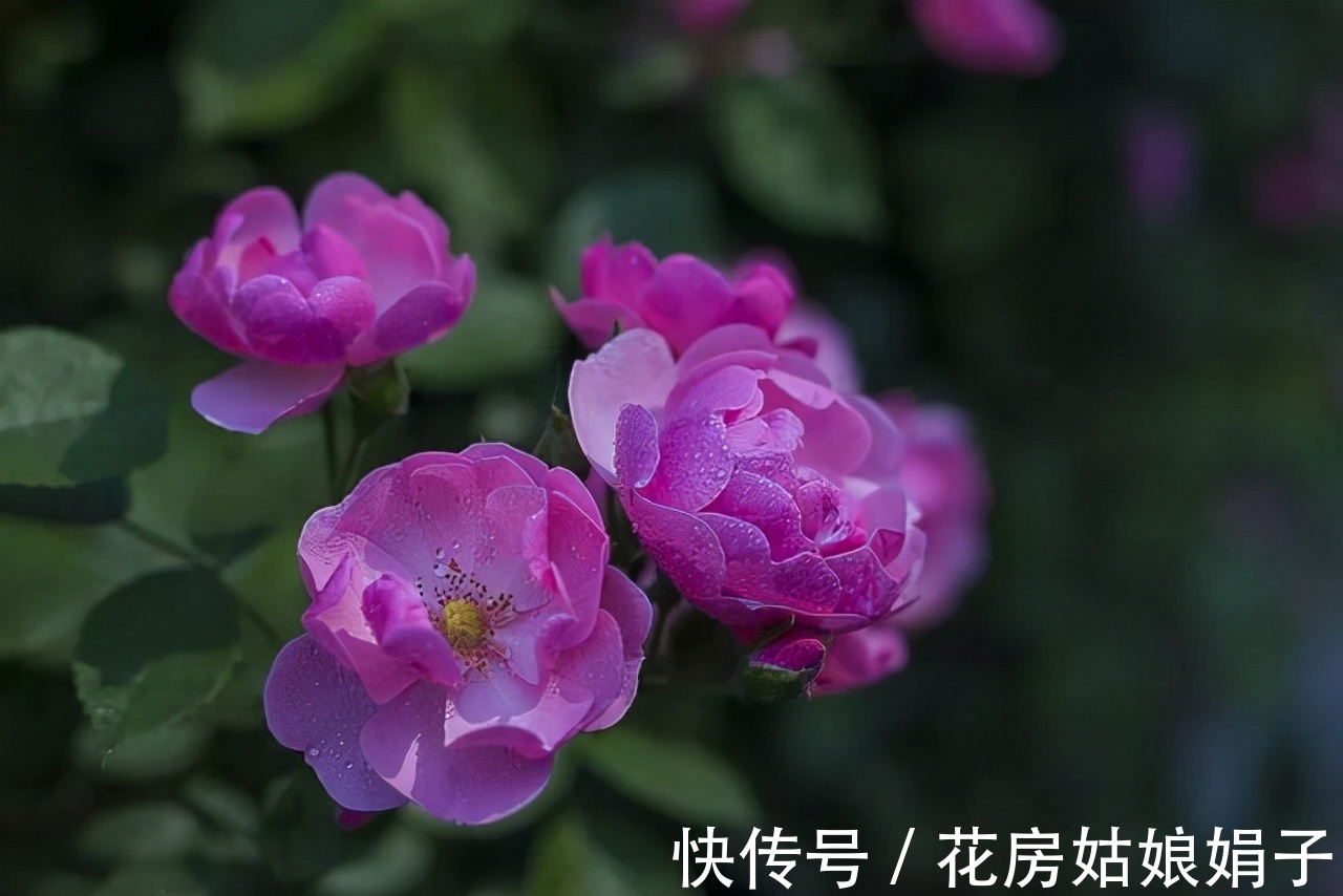 室内养殖月季花，需要达到这些条件，还要满足4个方面的要求