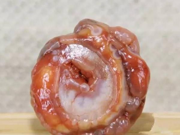 小石头|这种看起来肉肉的小石头异常珍贵,一颗就有可能换回一辆小轿车