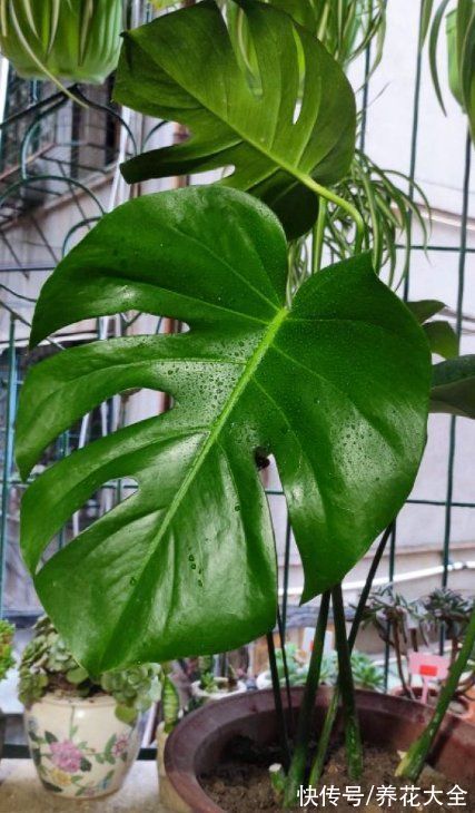 养花|养花用点“酸酸水”,花长得特旺,叶子绿得直滴油