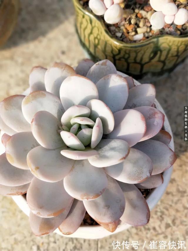 秋天来了，你的多肉们做好季节交替的准备了吗
