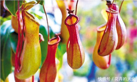 此7种健康花，养家里空气清新病菌少，看看你家有吗