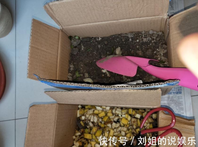 养分|养花的“旧土”别浪费,3步巧加工,又“肥的流油”,养花一级棒