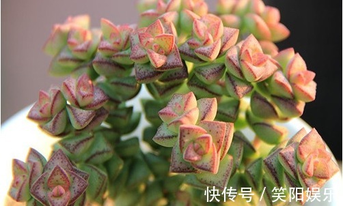 玉蝶玉蝶|喜欢养菊花,不如养护7种多肉植物,往阳台上一放就能爆盆