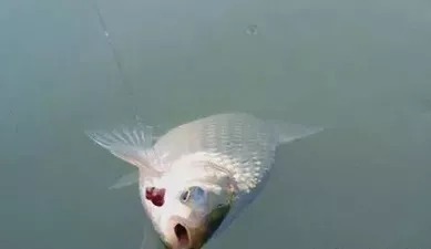 专攻大鲫鱼!用时间和金钱换来的心得技巧