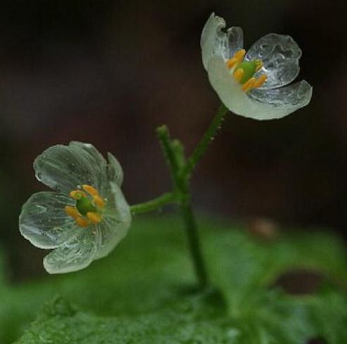 一种“隐身花”养家中，一沾水就大变样，观花又赏叶，还活血化瘀