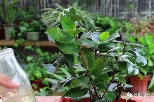 花卉上灰尘太多，用4种水擦一擦，叶子新鲜又光亮