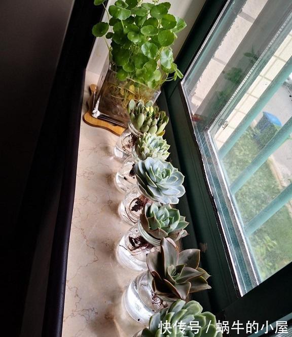 土培|多肉可以不用土养,买几个玻璃瓶,装满水,养多肉很漂亮