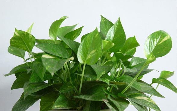 养花试试这款,除了浇水几乎不用太多的打理,繁殖也比较容易