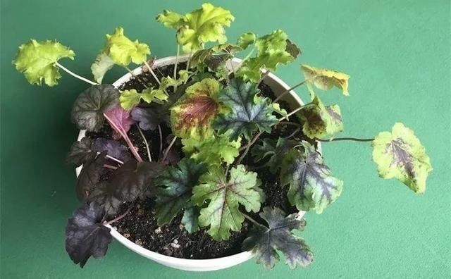 黄叶|夏天有12种花“晒不得”,见了“强光”就黄叶,挪个地方长得好