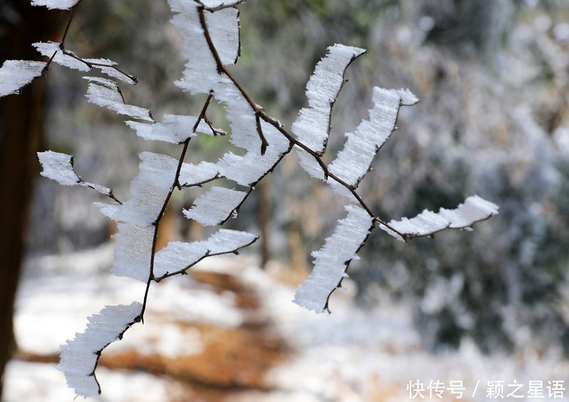 黄泥浆岗|宁波第二高峰，雪国风光，雾凇奇观