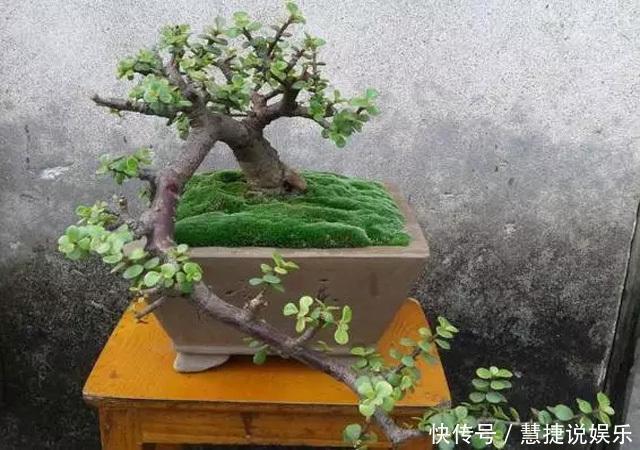 这花10块钱买一盆,养2年变老桩,叶子密、开花旺,每家都有