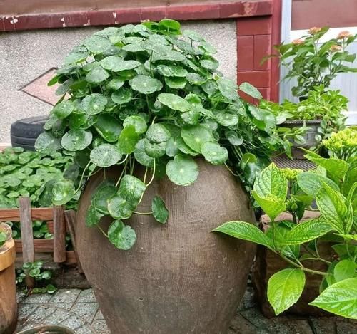 铜钱草养不好，给你支一招，只需做好两点就够了