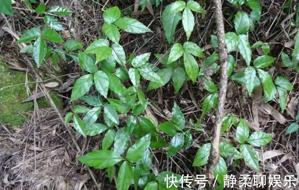 食用价值|农村有一种“会跑”的草,老人们称为“抗癌神药”如今一斤300元