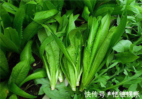 排毒|想长寿先排毒,多吃4种食物,营养丰富,减少皱纹,排毒养颜