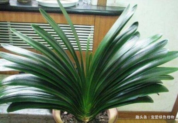 君子兰难开花用上“2种废料”,1年能长8片叶,能开2次花!