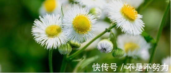 泡水|蒲公英根的功效有哪些经常泡水喝对肝脏是真的好！