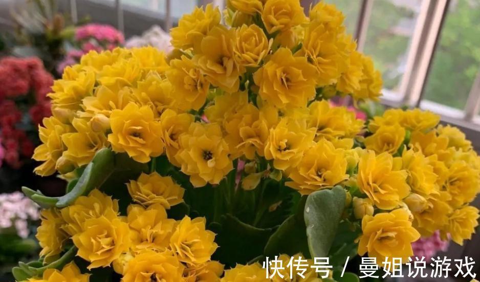 到了11月，养长寿花牢记这5点，盆栽花开一茬接一茬，又多又美