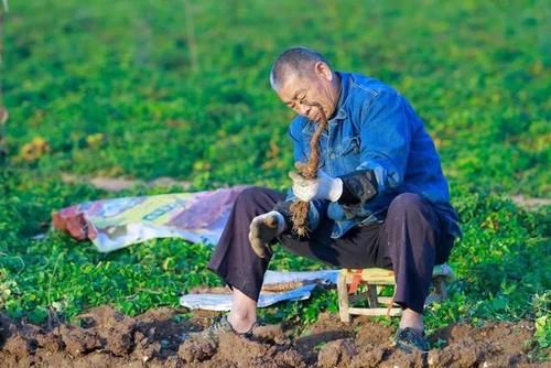  铁棍|正宗的铁棍山药竟长这样？一口粉糯香甜，秋冬滋补佳品