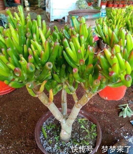 花根壮|养花常备4种水,每月用一次,叶子亮,花根壮!